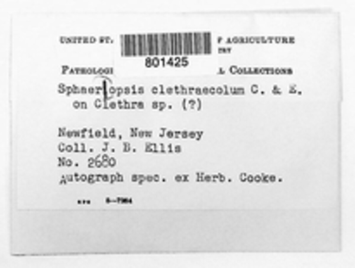 Sphaeropsis clethricola image